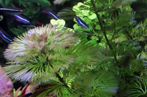 purple Cabomba