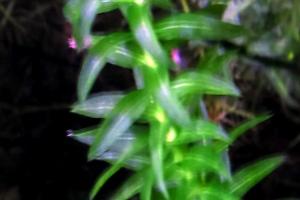 Anacharis