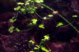 Pennywort