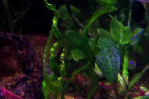Echinodorus angustifolia Vesuvius