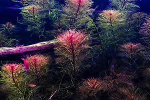 Red Watermilfoil