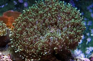 Hairy Mushroom Thumbnail