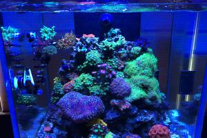 Lovelace Reef  Thumbnail