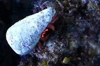 Halloween hermit crab Thumbnail