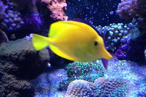 Yellow Tang Thumbnail