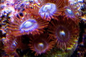 Witches Brew Zoas Thumbnail