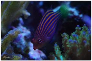 Six Line Wrasse Thumbnail