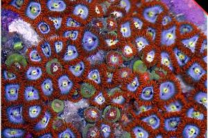 Fire and Ice Zoanthid Thumbnail