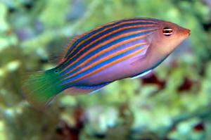Six Line Wrasse Thumbnail