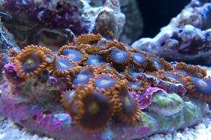 Assorted Zoas Thumbnail
