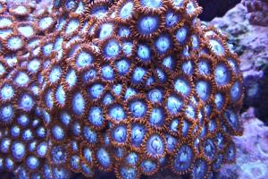 Colony Polyp Fire and Ice Thumbnail