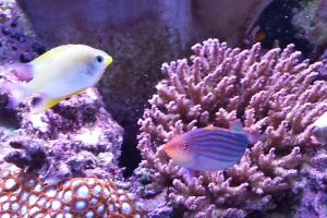 Six Line Wrasse Thumbnail