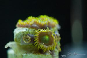 Fast Money Green Zoanthid Thumbnail