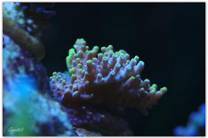 Yellow tip AMZF Thumbnail