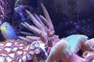 Bushy Acropora Coral Bali Thumbnail