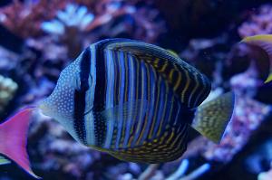 Sailfin Tang Desjardini