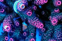 Brown Acropora Coral Thumbnail