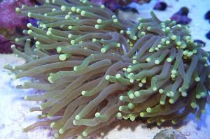 Torch Coral Thumbnail