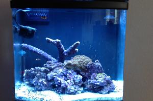 24g Reefer Thumbnail