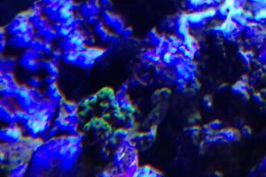 Green Acropora Coral Thumbnail