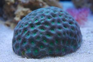 Brain Coral Favites Thumbnail