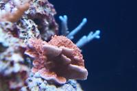 Montipora Coral Dimpled Encrusting Thumbnail