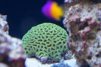Brain Coral Favites Thumbnail