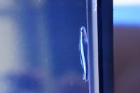 Neon Goby