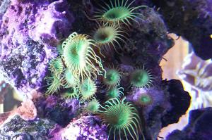 Long skirts Green Polys Thumbnail