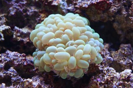 Bubble Coral Thumbnail