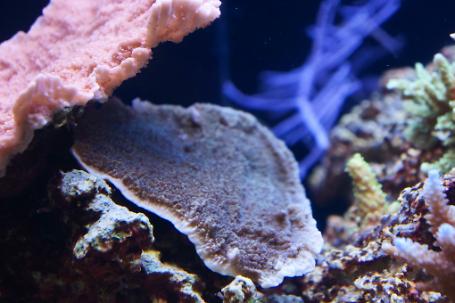 Montipora Coral Plating Thumbnail