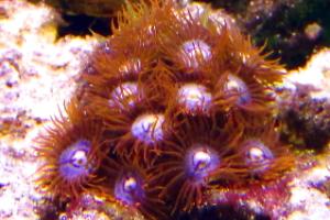 Red Zoas Thumbnail