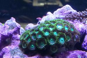 Eagle Eye (Zoanthid) Thumbnail