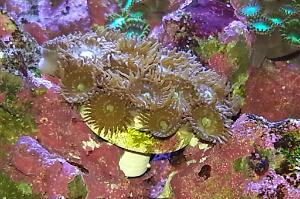 Brown zoa's Thumbnail