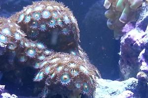 Browntealbrown eye Zoa's Thumbnail