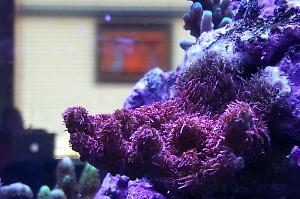 Red Planet Arco Thumbnail