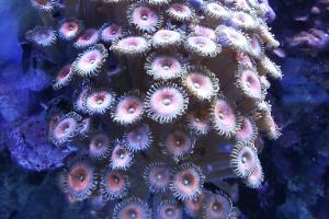 Gobstoppers Zoa's Thumbnail