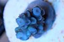 Berry Blue Acropora Coral Thumbnail