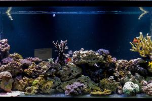 220 Gallon SPS Reef Thumbnail