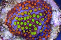 Superman Montipora Thumbnail