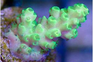 Acropora Coral Thumbnail