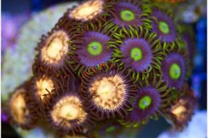 Assorted Zoas