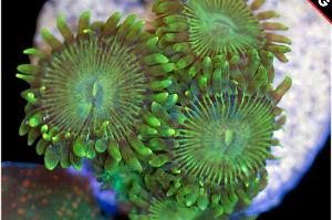 Button Polyp