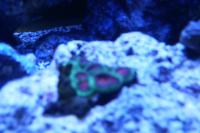 Brain Coral Watermelon Thumbnail