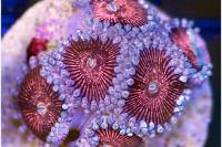 Palythoa grandis Thumbnail