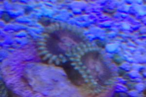 Zoanthid Rosey Posey Thumbnail