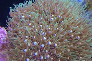 Green Star Polyp Thumbnail