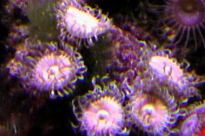 Pink PE zoanthid Thumbnail
