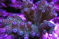 Acropora tenuis Thumbnail