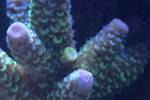 Acropora Coral Thumbnail